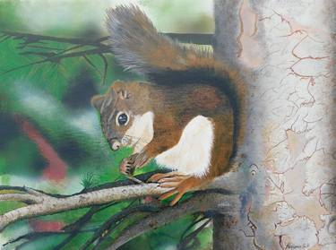 Red squirrel thumb