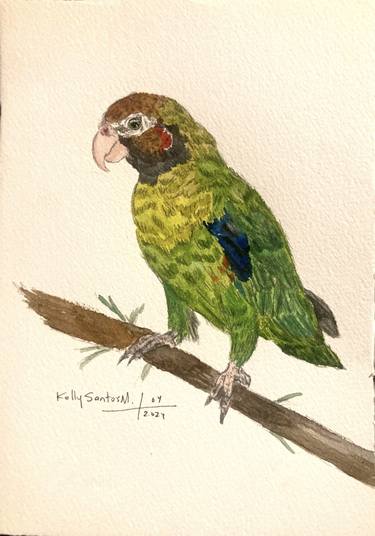 Brown-hooded parrot thumb
