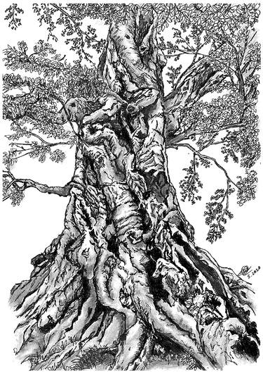 Print of Tree Drawings by Mehbubul Shorove