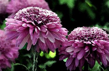 Original Floral Photography by Linda Joyce Ott