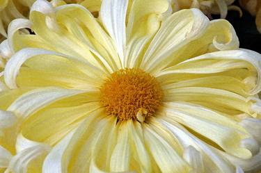 Print of Fine Art Floral Photography by Linda Joyce Ott