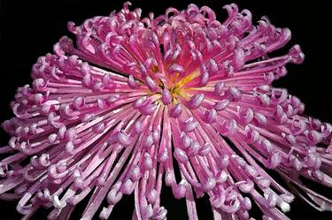 Print of Fine Art Floral Photography by Linda Joyce Ott