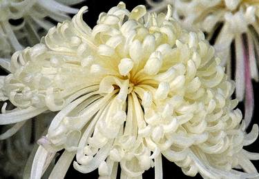 White Chrysanthemum thumb
