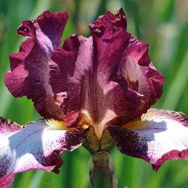 Print of Abstract Floral Photography by Linda Joyce Ott