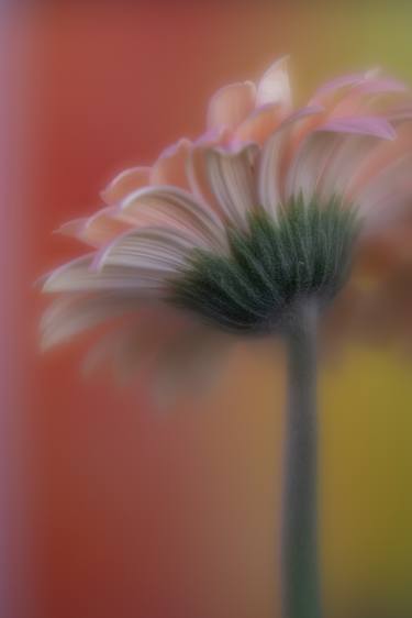 Print of Fine Art Floral Photography by Jeri Lile
