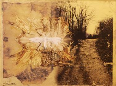 Original Expressionism Nature Collage by Julie Shackson