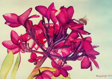 Original Floral Paintings by Eleonora Escalante