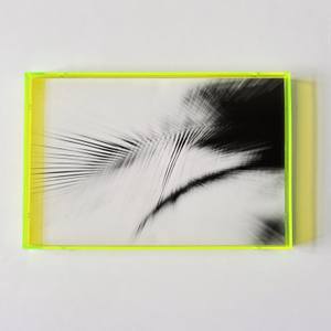 BLURRED PALM IN NEON LIME PLEXI FRAME