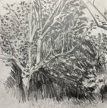 Original Expressionism Garden Drawings by Helen Johnson