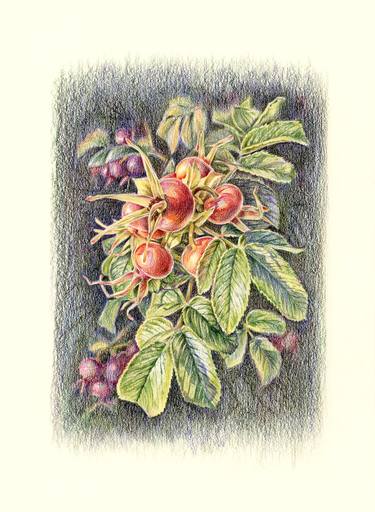 Print of Botanic Drawings by Elena Trusova