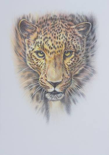 Leopard. Portrait of a big wildcat. thumb