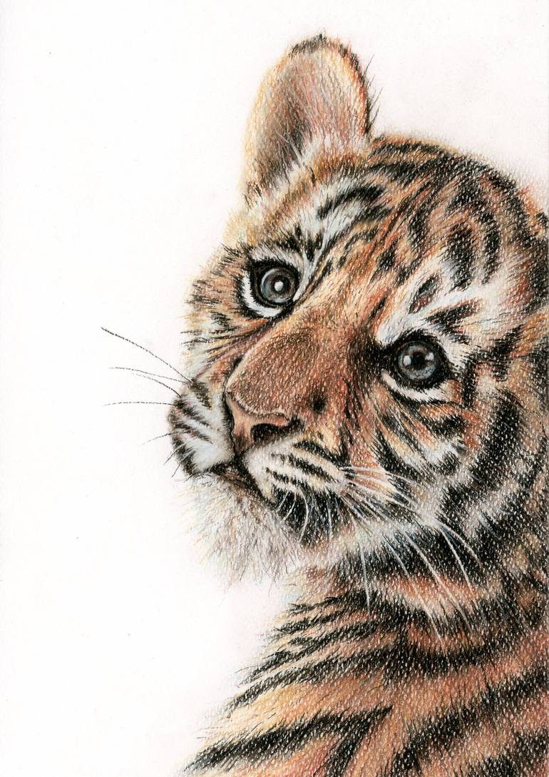 Tiger cub Drawing by Elena Trusova | Saatchi Art