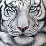 White tiger by S N