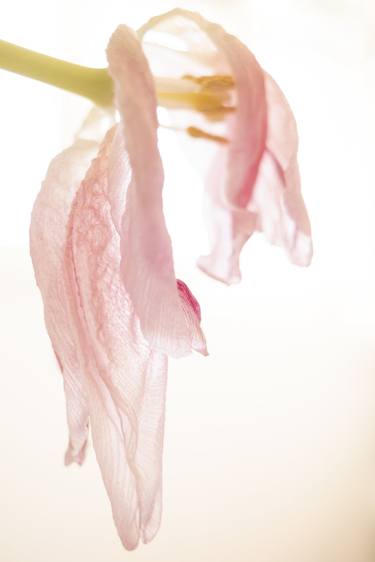 Print of Impressionism Floral Photography by Svitlana Moiseienko