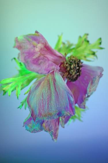 Print of Abstract Floral Photography by Svitlana Moiseienko