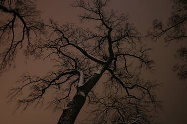 Trees at night - Limited Edition of 3 thumb