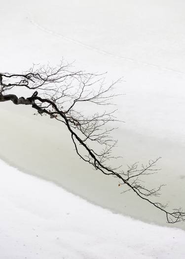 Print of Tree Photography by Svitlana Moiseienko
