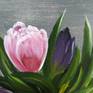 Tulips in a vase. First spring flowers. How much a holiday of life is in every flower.