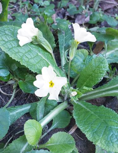 White Primrose thumb