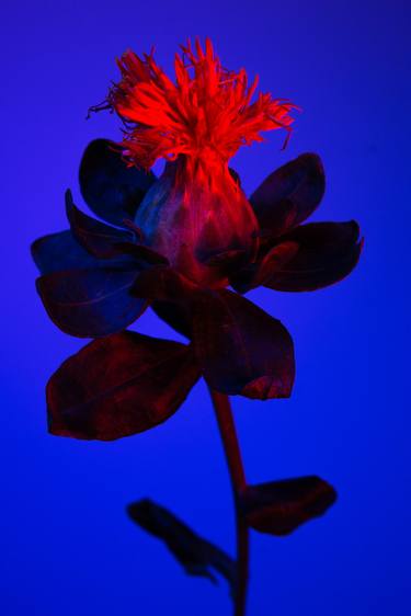 Original Floral Photography by William Josephs Radford