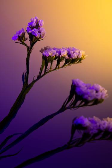 Original Conceptual Floral Photography by William Josephs Radford