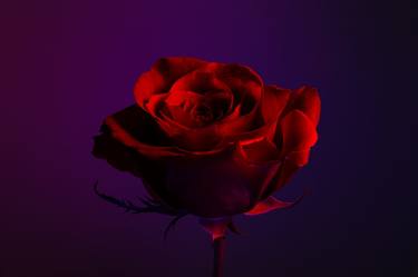 Original Conceptual Floral Photography by William Josephs Radford