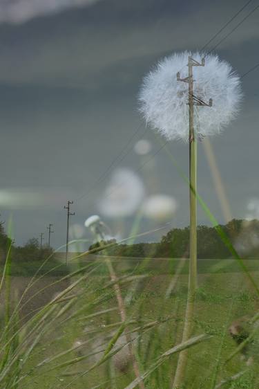 Dandelion Patch thumb