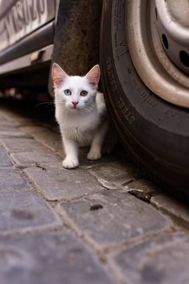 Print of Cats Photography by William Josephs Radford