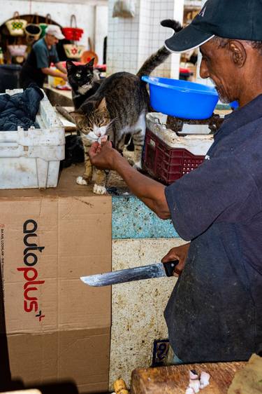 Original Documentary Cats Photography by William Josephs Radford