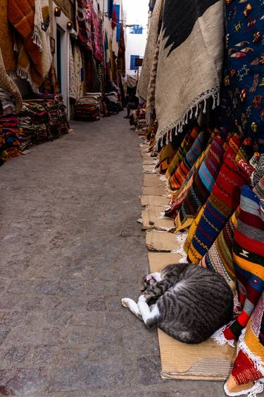 Original Contemporary Cats Photography by William Josephs Radford