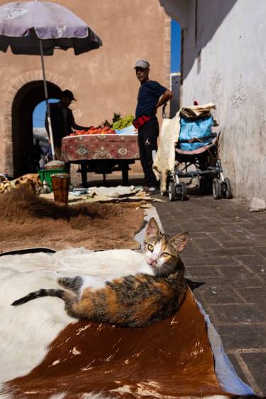 Print of Conceptual Cats Photography by William Josephs Radford