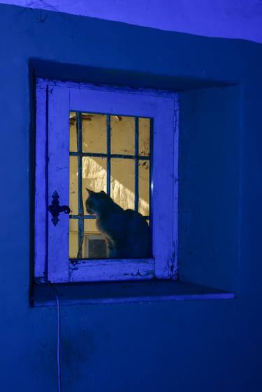 Original Conceptual Cats Photography by William Joe Josephs Radford