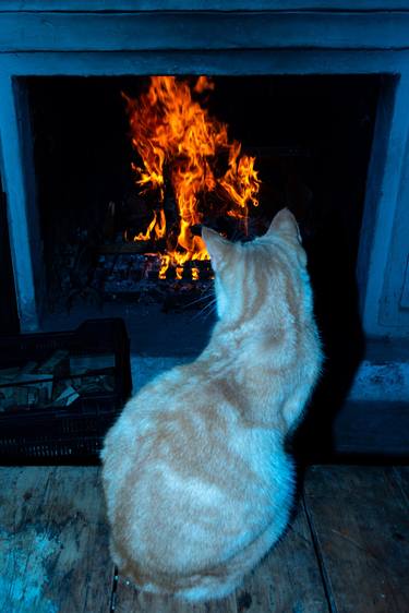 Original Conceptual Cats Photography by William Joe Josephs Radford