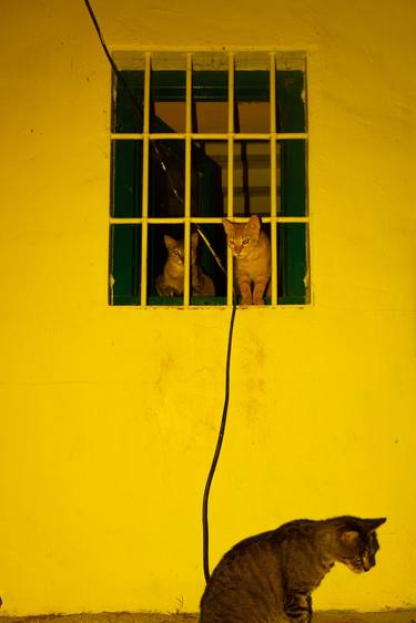 Original Conceptual Cats Photography by William Joe Josephs Radford