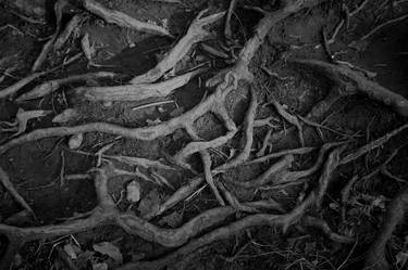 Original Abstract Nature Photography by William Joe Josephs Radford