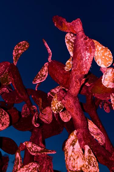 Cochineal Cactus thumb