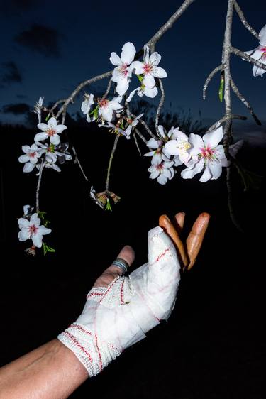 Print of Fine Art Floral Photography by William Josephs Radford