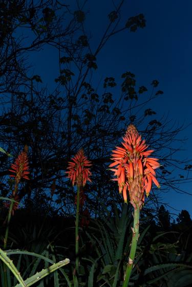 Red Hot Pokers - Limited Edition of 10 thumb