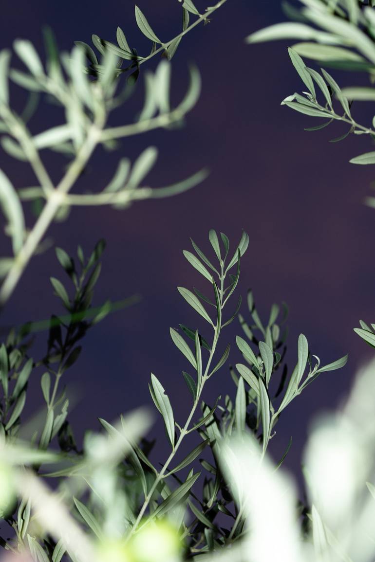 Olive Branches - Limited Edition of 10