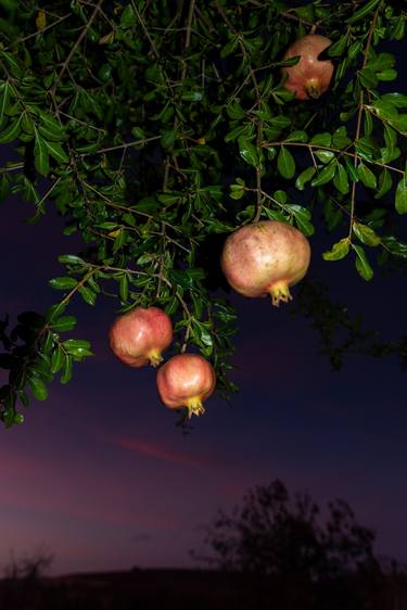 Garden Pomegranates thumb