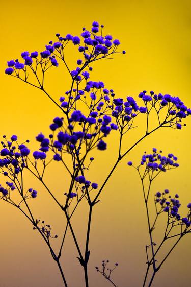 Original Floral Photography by William Josephs Radford