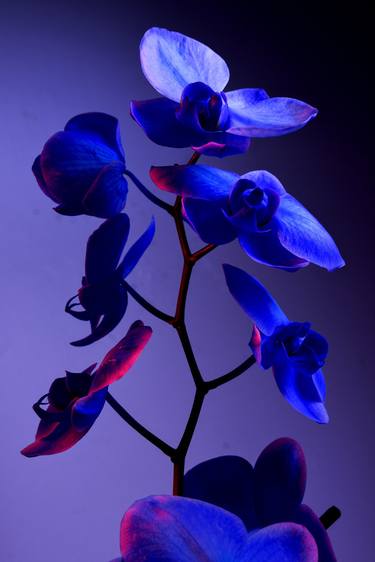 Print of Conceptual Floral Photography by William Josephs Radford