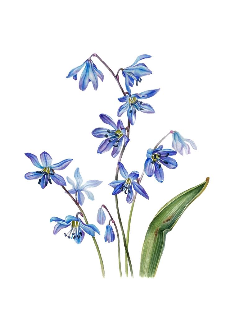 Siberian squill deals