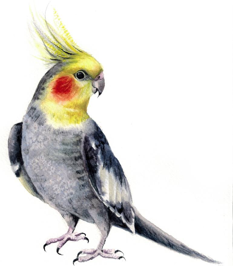 cockatiel profile Australian bird prints cockatoo Watercolour Cockatiel Print