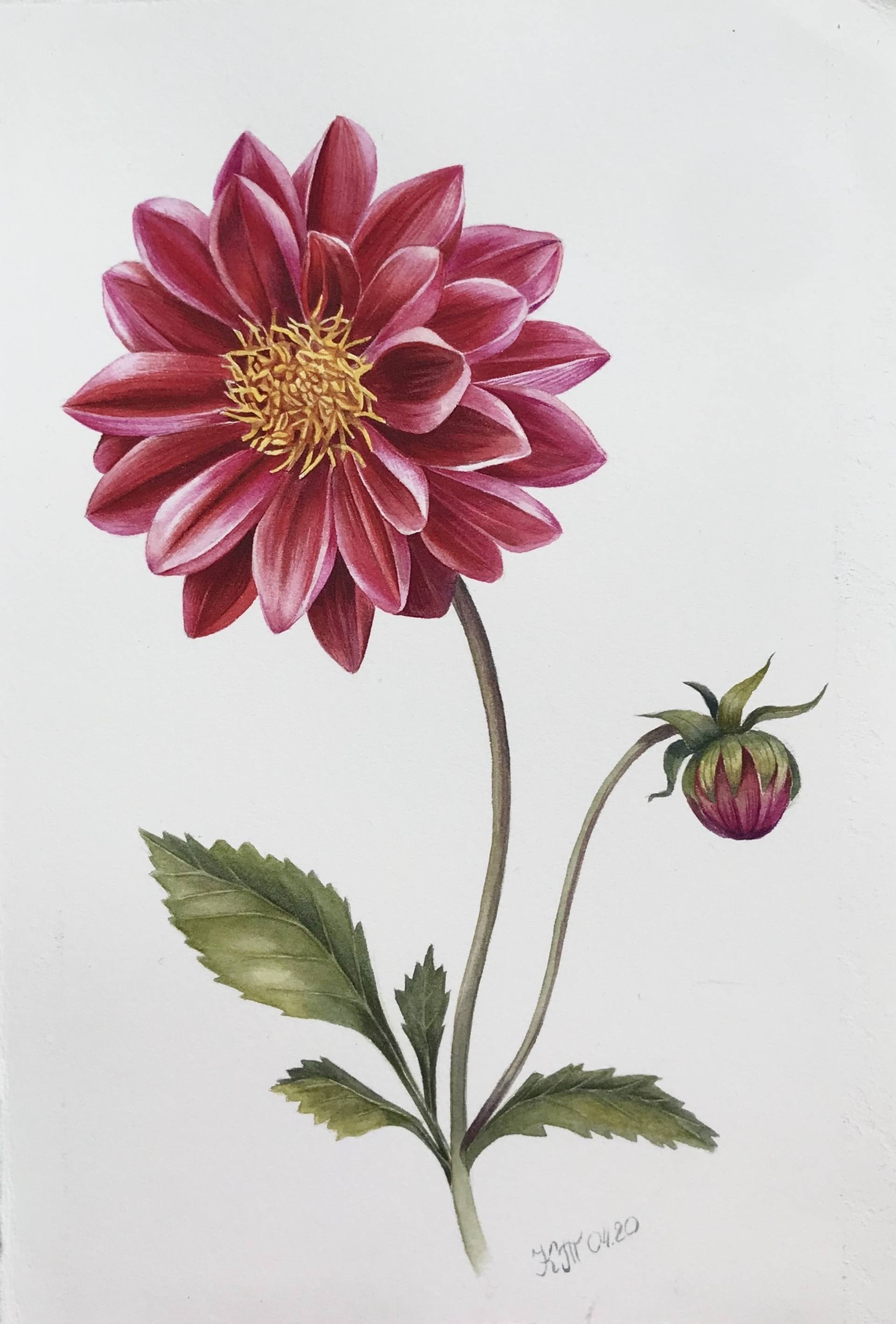 Red Dahlia Flower Botanical Watercolor Painting Painting By Ksenia Tikhomirova Saatchi Art