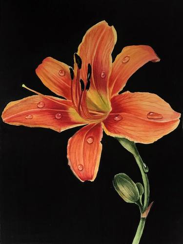 Orange daylily with dew drops on black background thumb