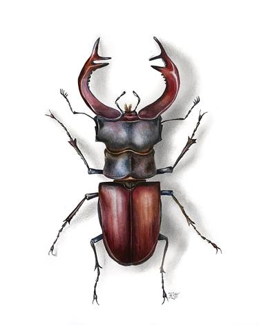 The European stag beetle watercolor illustration thumb