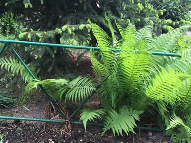 Polypody leaves and Christmas tree at spring thumb