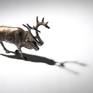 Reindeer. Editions 3 to 20 are available for sale to the public.