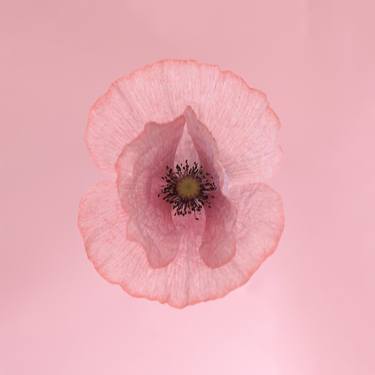 Print of Fine Art Floral Photography by Svitlana Zarytska